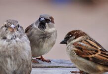 Co to znaczy dysocjacja?