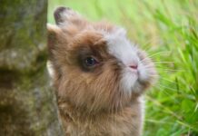 Co lepsze dla królika Żwirek czy trociny? Co lepsze dla królika Żwirek czy trociny?