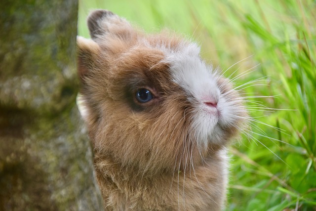 Co lepsze dla królika Żwirek czy trociny?