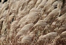 Czy skoszoną trawę można wywieźć do lasu?