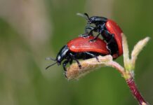 Co na łączenie płytek z panelami?