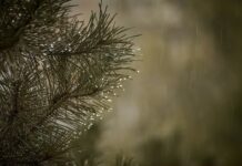 Czy usuwać igliwie spod TUI?