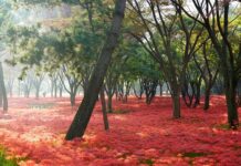 Kiedy robić synchronizację gaźników? Kiedy robić synchronizację gaźników?