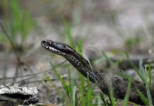 Dlaczego syczy w grzejnikach?