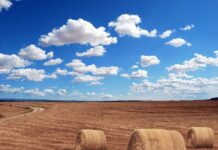 Fliz na słomę – skuteczna ochrona bel i pryzm przed deszczem i wiatrem bela siana