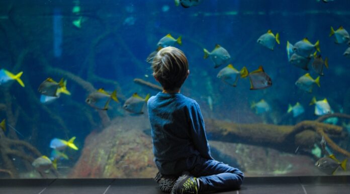 Oświetlenie akwarium LED sterowane aplikacją – technologia w służbie akwarystyki Oświetlenie akwarium LED sterowane aplikacją