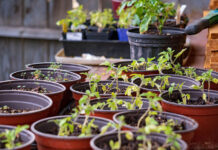 Podłoże kokosowe: Ekologiczna rewolucja w Twoich doniczkach podłoże kokosowe